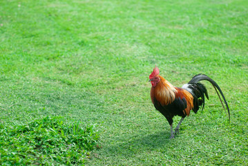 Rooster standing on a green lawn.