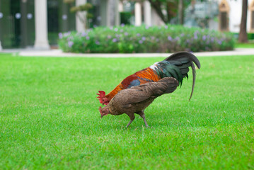 Rooster chickens and hens on green grass are hunting for food.