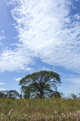 Obraz premium beautiful tree and sky in venezuela
