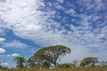 Fototapeta na wymiar beautiful tree and sky in venezuela