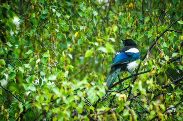 magpie on branch