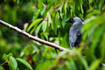 Black bird