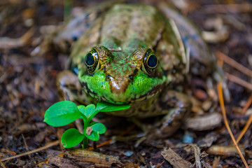 Frog on Leaf
