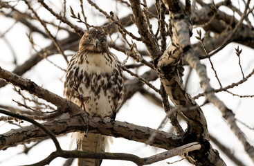 Red tailed hawk perched. 