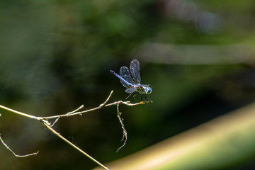 Dragonfly Resting