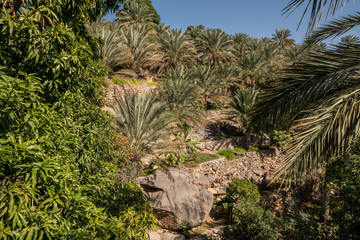 Fototapeta na wymiar Terraces around Misfat, Oman