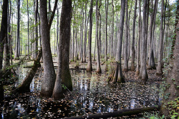 trees in Swamp
