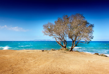 Tree with seascape Crete Greece Europe