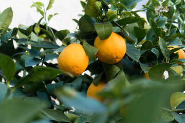 lemons on the tree