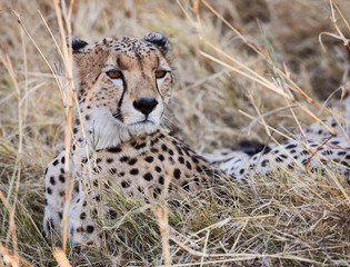 cheetah in the grass