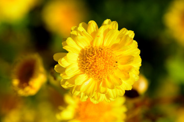 Chrysanthemum indicum Linn flowers.