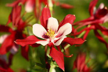 Bright red flowers and buds of a aquilegia on a green background of leaves.