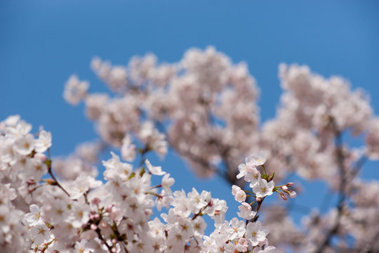 青空と桜