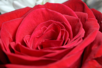 Close up of  red rose