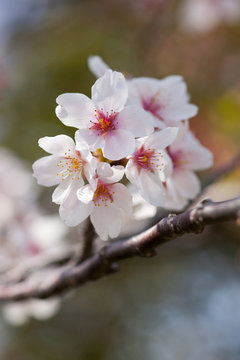 桜風情