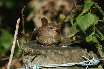 A pretty Wren (Troglodytes troglodytes)  resting on a fence post at the edge of woodland.