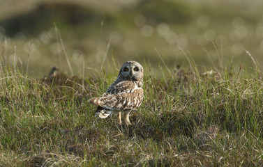 A Short-eared Owl (Asio flammeus) standing in the grass.