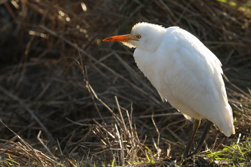 A beautiful Cattle Egret (Bubulcus ibis) hunting for food in a field where cows are grazing in the UK.	