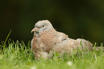 A cute baby Woodpigeon (Columba palumbus) sitting in the grass.