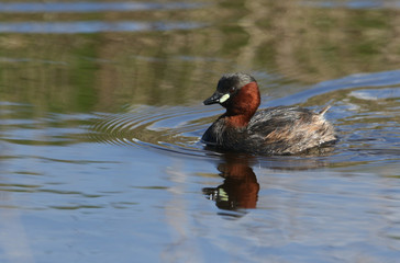 A cute Little Grebe (Tachybaptus ruficollis) swimming on a river.	