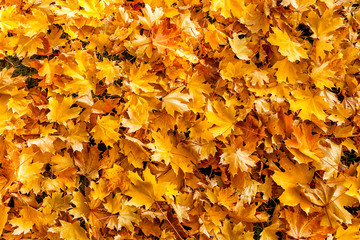 yellow autumn leaves