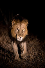 Majestic big male lion walking slowly throught the dark night.