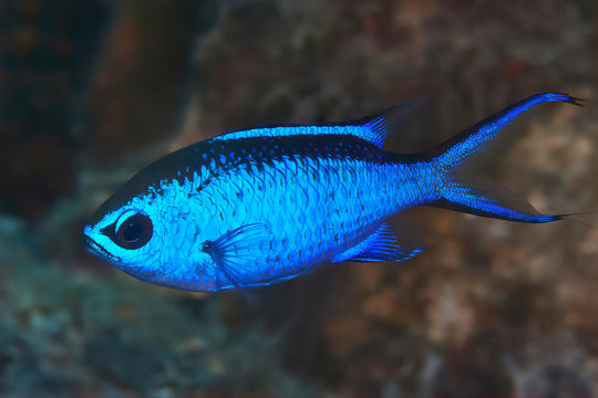Blue Reef Chromis (Chromis cyaneus) on the Reefs of Bonaire