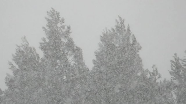 ちらちら降る雪　冬イメージ　自然風景