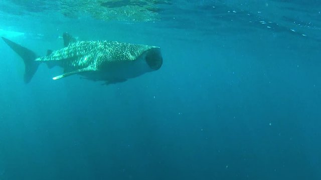 A medium shot of an adult whale shark just below the surface of the water cruising around peacefully