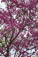 tree with pink flowers