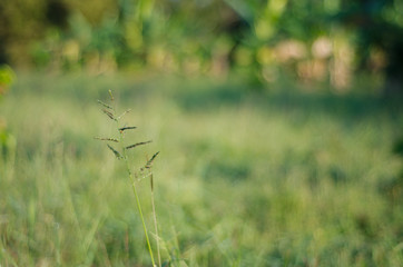 abstract nature green bokeh soft light background.