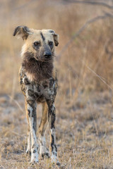 Single African wild dog scouting area for potential prey early in the morning.