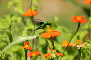 hummingbird flying © ABnatureza