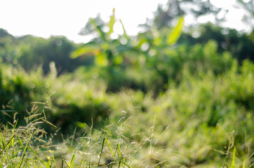 abstract nature green bokeh soft light background.
