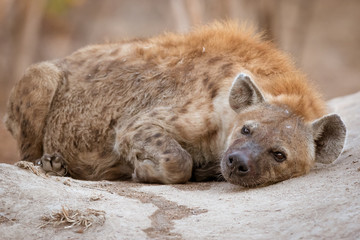 Very lazy spotted hyena laying on termite mound after a very good meal.