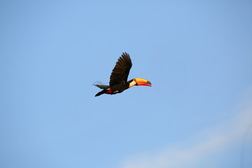 Toucan in flight