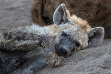 Lonely young hyena with sad expression on its face.