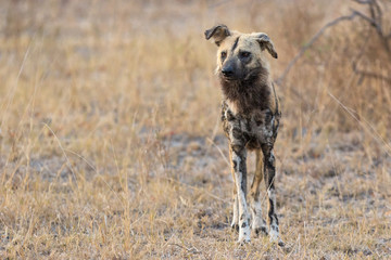 African wild dog scouting area for potential prey.