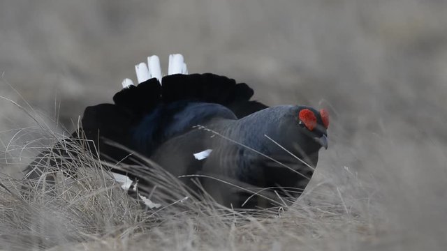Male of a Black Grouse at Lek. Scientific name : Tetrao Tetrix. Closeup, short distance. Early Spring. Russia.