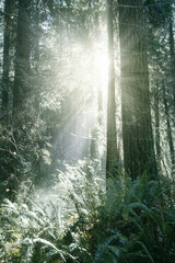 Sunlight streaming through the trees in a forest; beautiful sunlight illuminating the forest floor