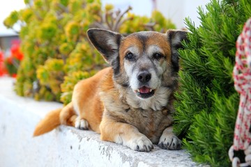 サントリーニ島、イアの犬