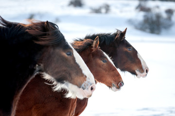 Obraz premium Shire Horse Fohlen 