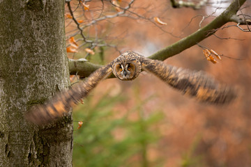 Long-eared owl (Asio otus), also known as the northern long-eared owl, is a species of owl which breeds in Europe, Asia, and North America.