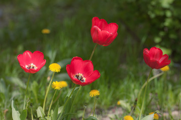red tulips and yellow dandelions