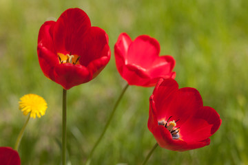 red tulips in the foreground