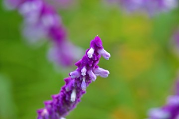 満開のメキシカンセージ