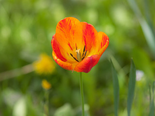 red yellow tulip in the foreground