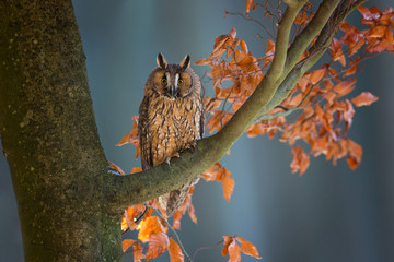 Long-eared owl (Asio otus), also known as the northern long-eared owl, is a species of owl which...