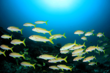 Obraz na płótnie Canvas Fish on coral reef 