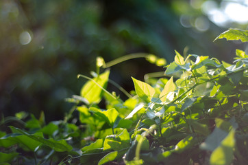 abstract nature green bokeh soft light background.